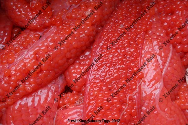 Fresh Salmon Egg, Fresh Salmon Roe, Xtreme Northwest Bait Co